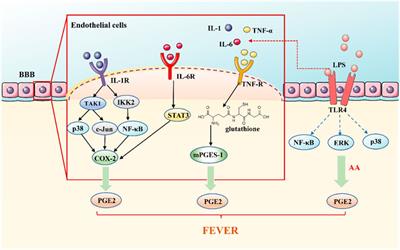 Fever and Antipyretic Supported by Traditional Chinese Medicine: A Multi-Pathway Regulation